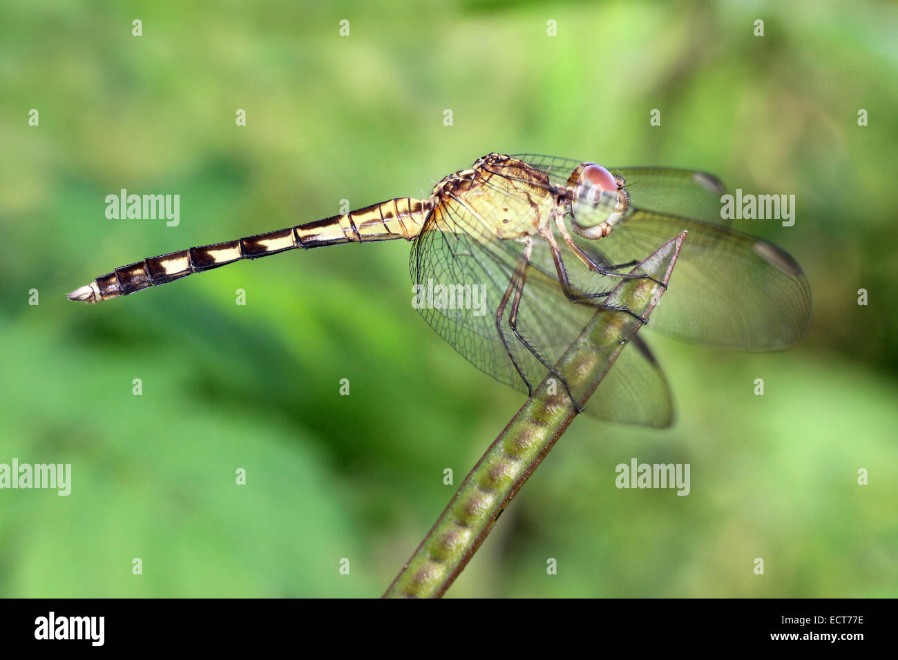 Tropische Dragonlet Erythrodiplax Fervida weiblich Stockfoto