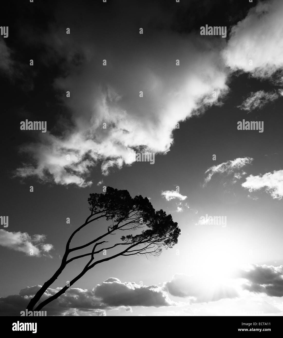 Wind fegte Baum im Südwesten Frankreichs Stockfoto