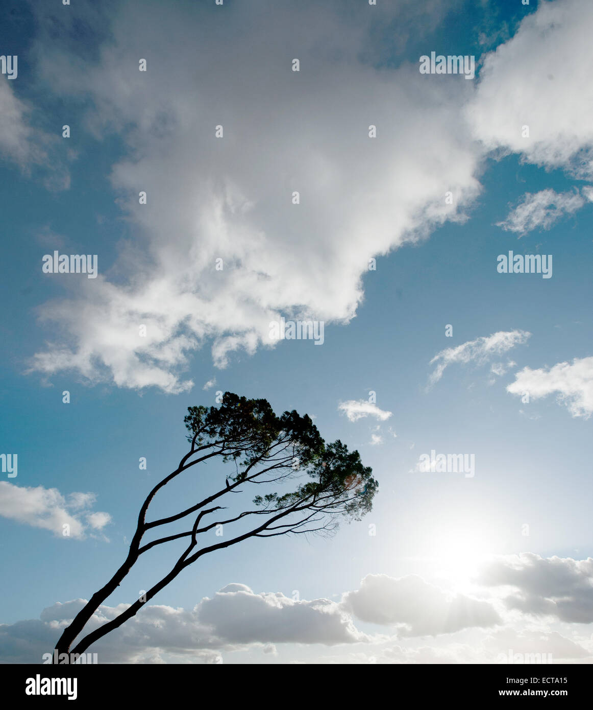 Wind fegte Baum im Südwesten Frankreichs Stockfoto