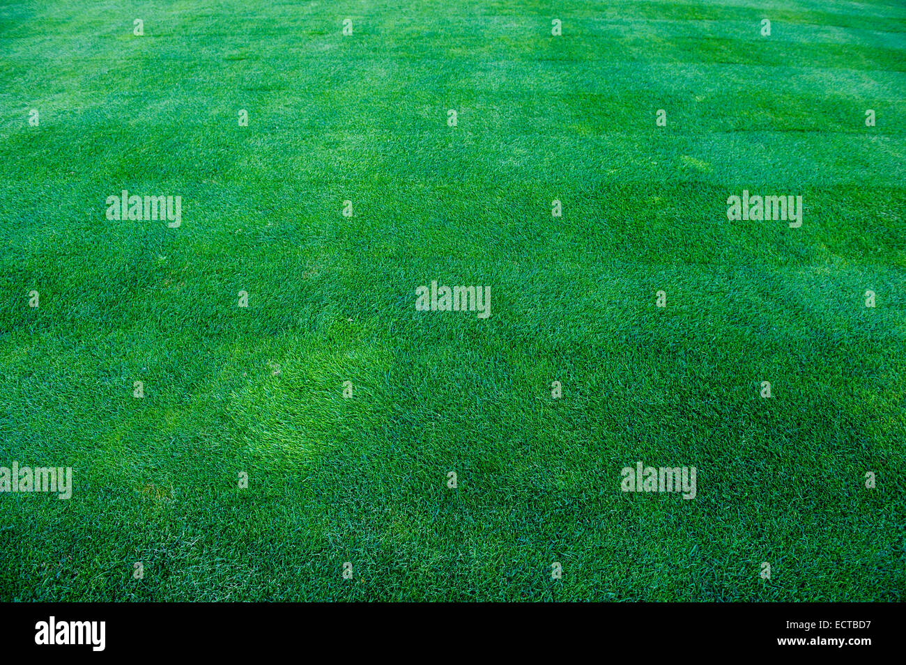 Grass-Top Aussicht-Hintergrund Stockfoto
