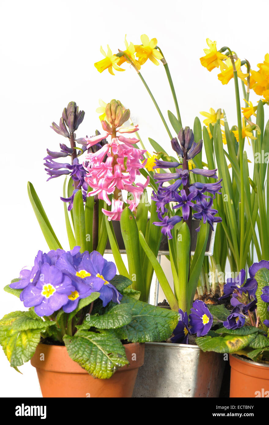 Frühlingsblumen, Primeln, Hyazinthen und Narzissen blühen Stockfoto