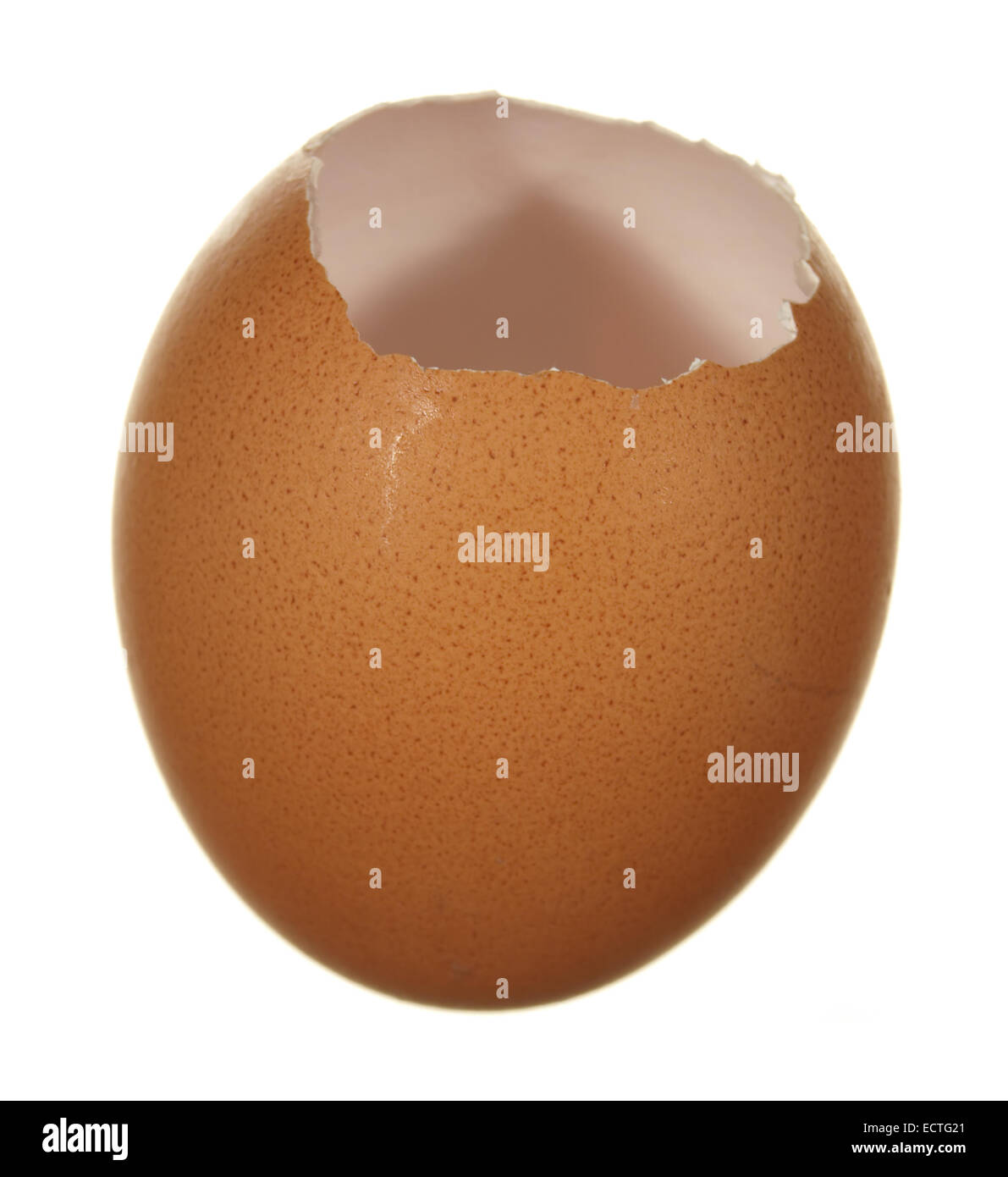 Leeres Ei braun isoliert auf weißem Hintergrund. Stockfoto