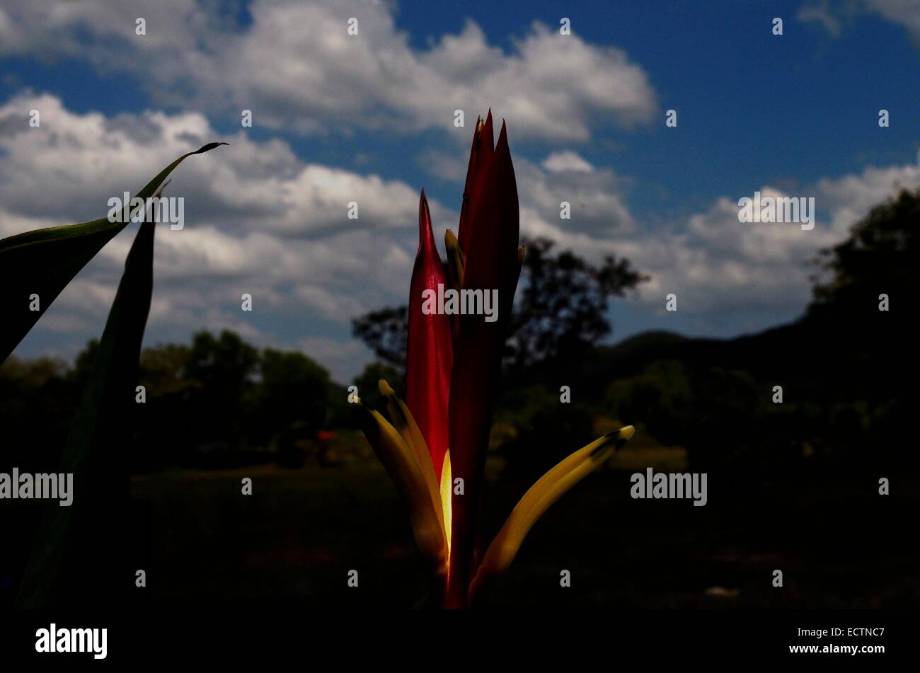 eine rote Blume mit gelben Schein Stockfoto