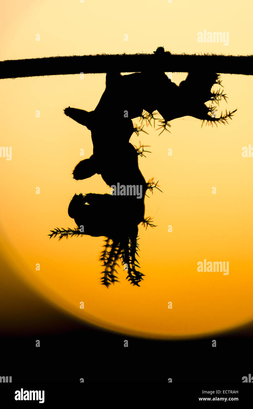 Königliche Motte aka HIckory gehörnten Teufel aka Royal Walnuss Motte, 3. Instar Larve Silhouette gegen den Sonnenaufgang. Stockfoto