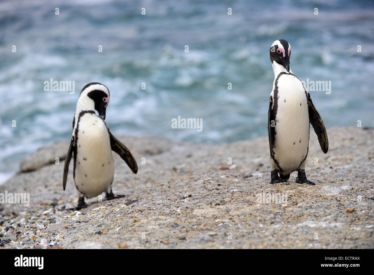 Afrikanische Pinguine (Spheniscus Demersus) Stockfoto