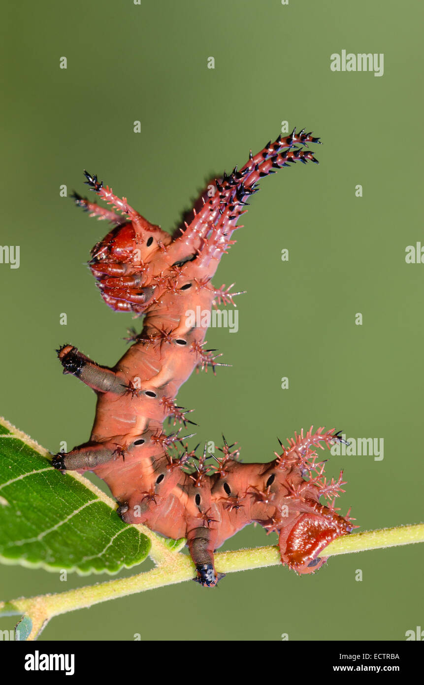 Königliche Motte aka HIckory gehörnten Teufel aka Royal Walnuss Motte, 3. Instar Larve auf Schwarznuss. Stockfoto