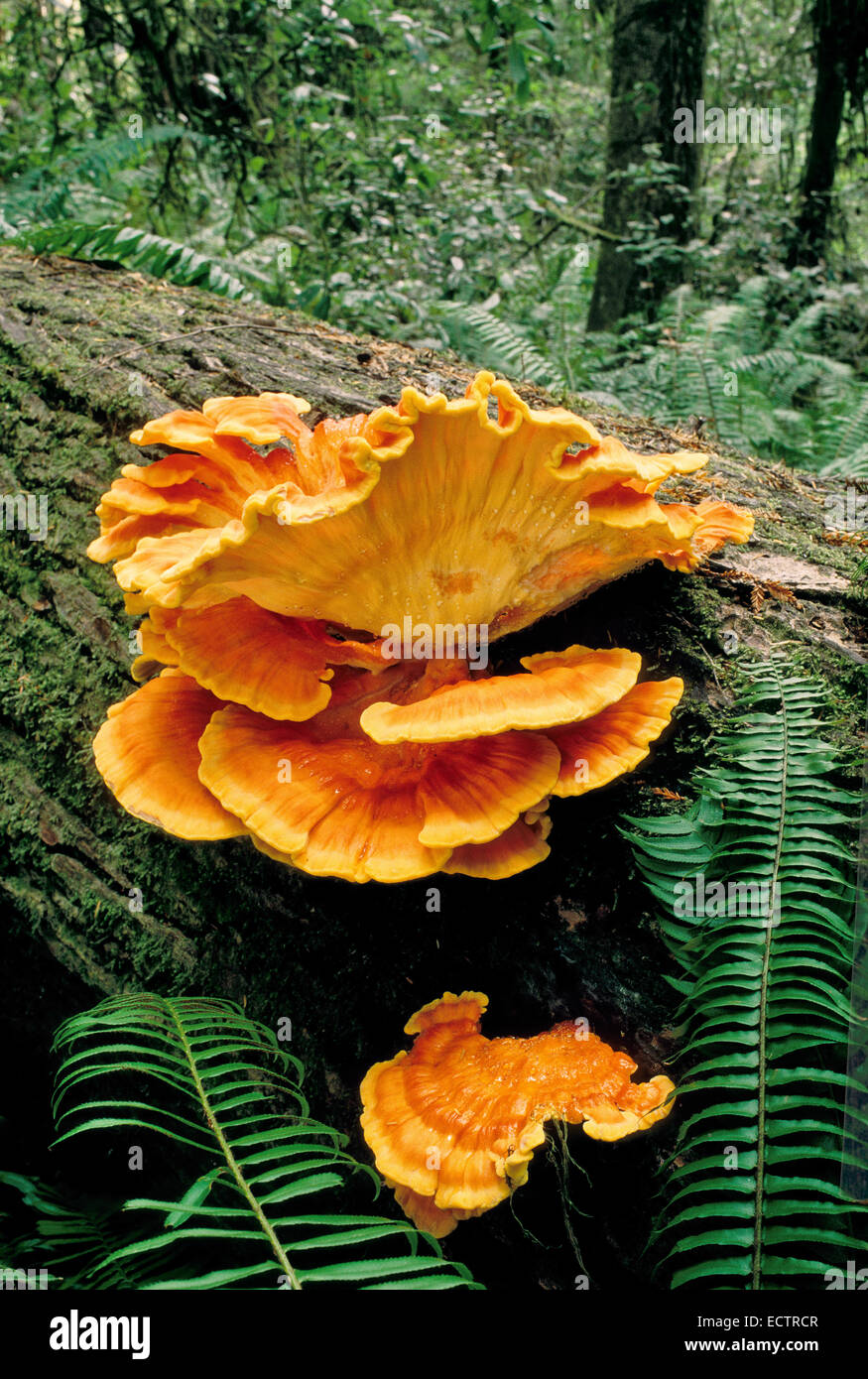 Schwefel-Regal "Laetiporus Conifericola", umgestürzten Baumstamm der Douglasie. Stockfoto