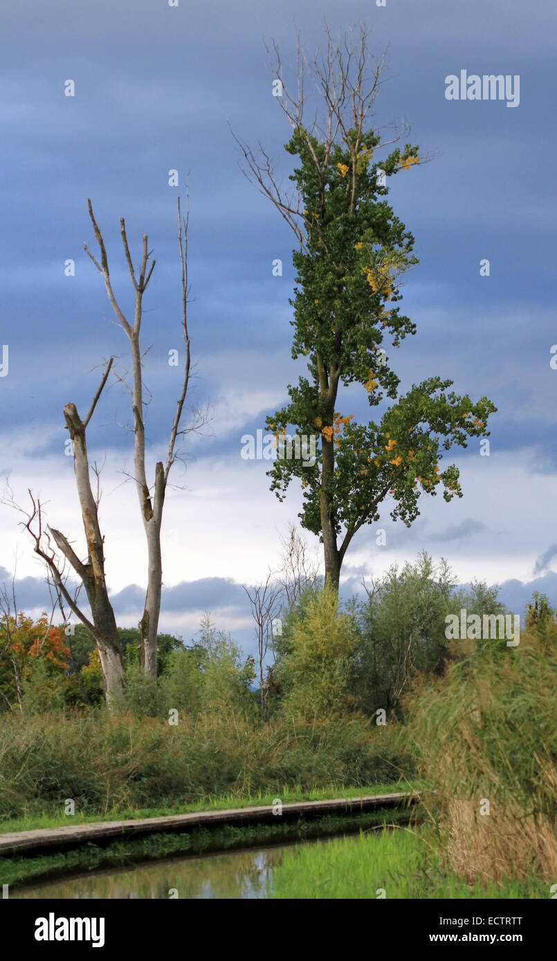 Toten Baumstamm neben lebendig Baum in der Natur mit Teich und Grau