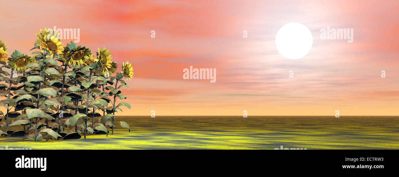 Sonnenblumen Feld stehend aus dem Rasen große Sonne von roten Sonnenuntergang betrachten Stockfoto