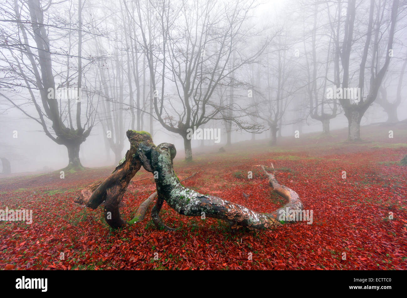 heruntergefallene Äste im nebligen Wald küssen Stockfoto
