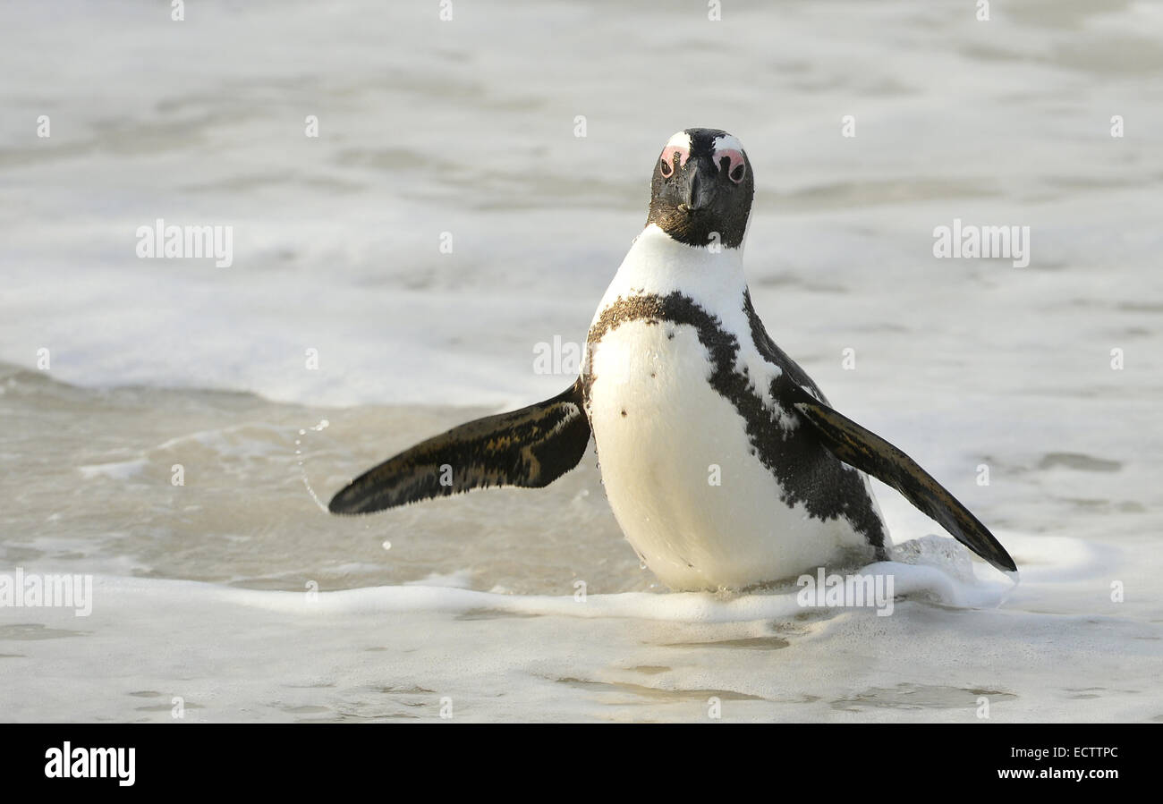 Afrikanische Pinguin (Spheniscus Demersus) Blätter Wasser an der Küste am Strand. Südafrika Stockfoto