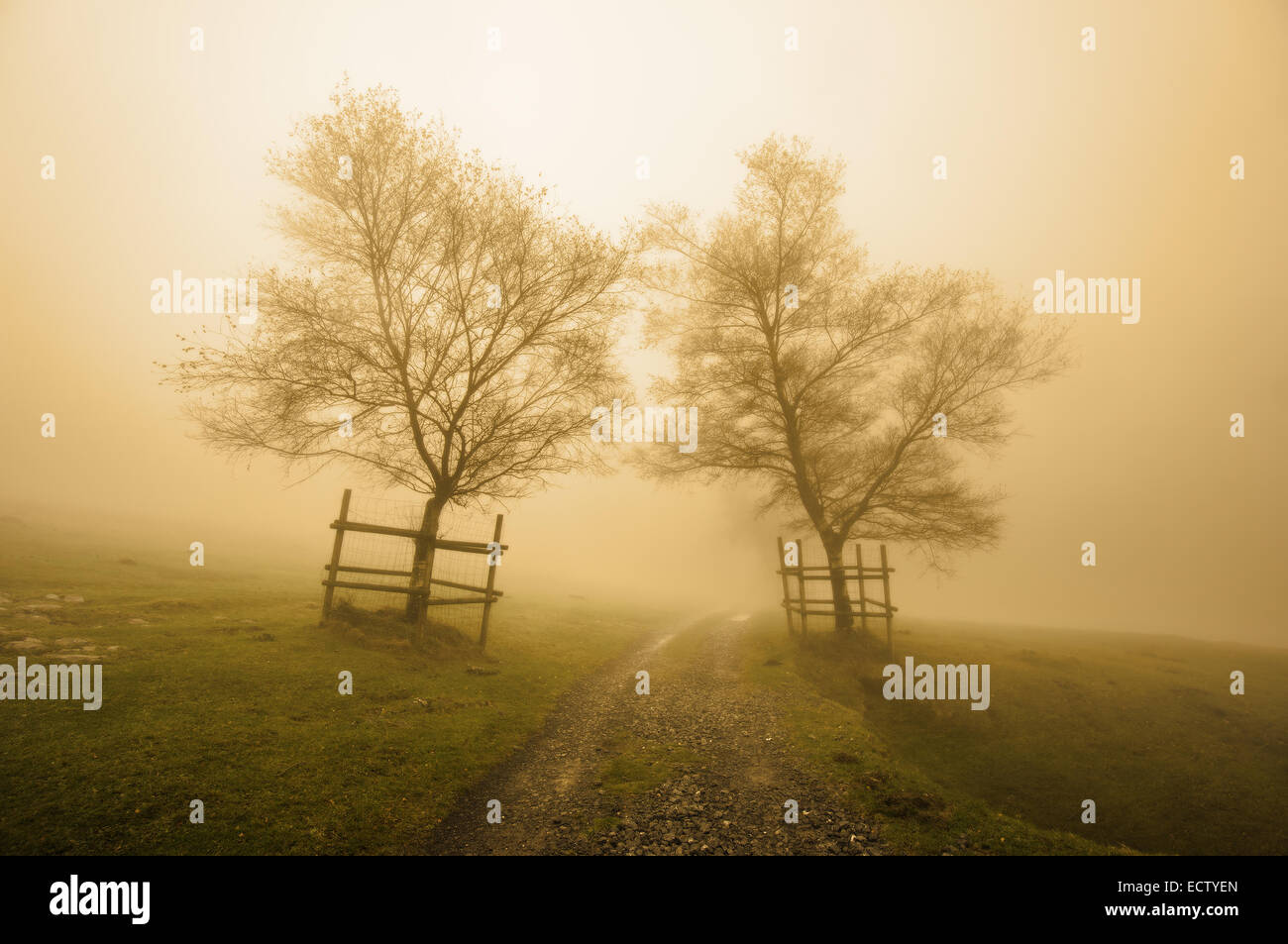 geheimnisvoll und nebligen Weg umgeben von Bäumen mit Sepia Farbe Stockfoto