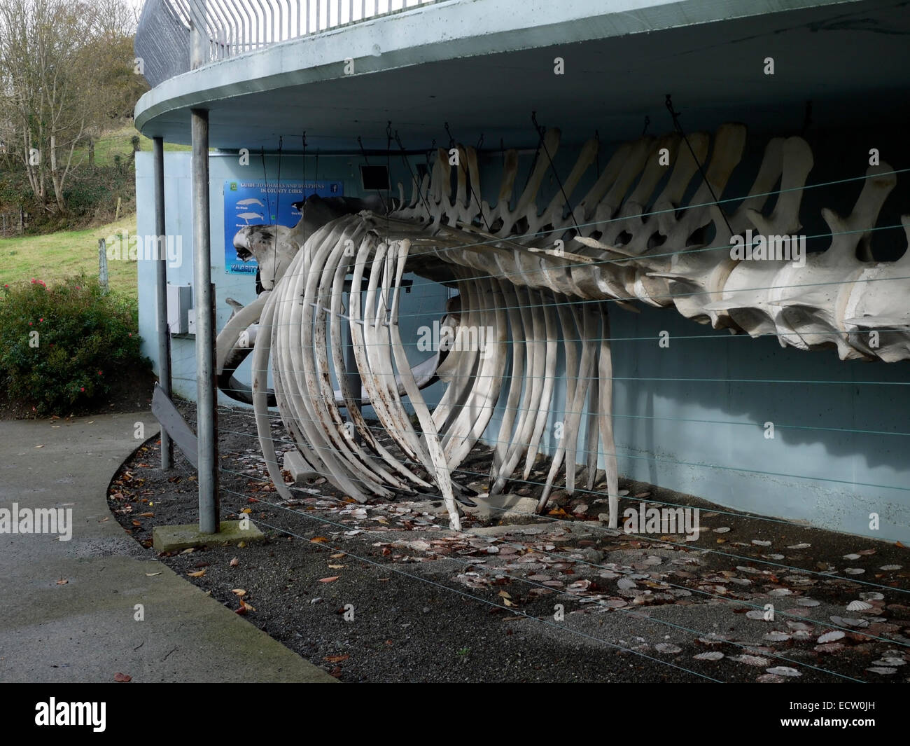 Der Kilbrittain Wal. Das Skelett eines Wals, die im Januar 2009 in der Nähe gestrandet.  Kilbrittain Dorf, County Cork, Irland Stockfoto