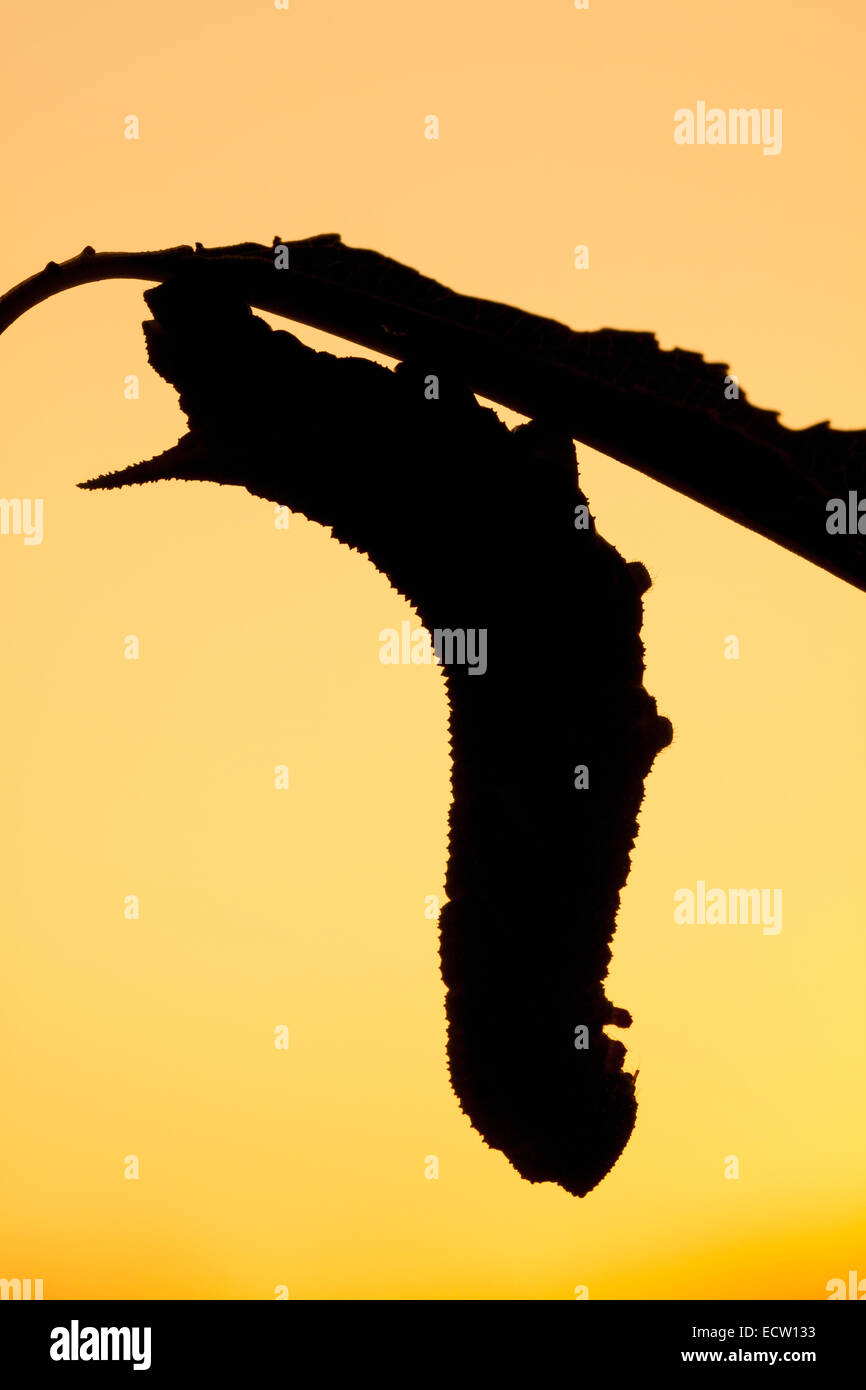 Kleine Augen Sphinx Motte 5. Instar Raupe auf Wildkirsche, Silhouette gegen den Himmel Morgengrauen. Stockfoto
