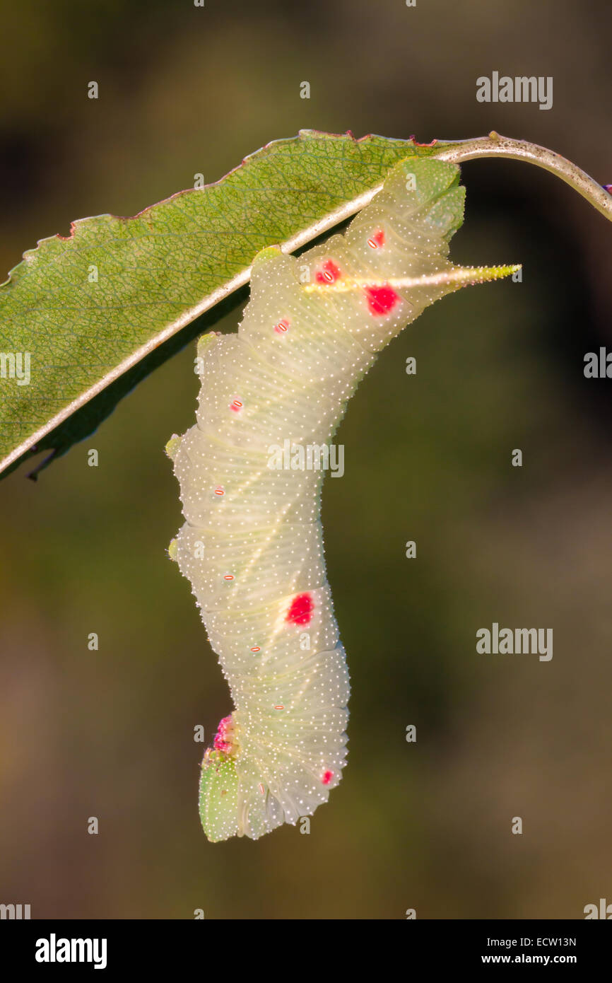 Kleine Augen Sphinx Motte 5. Instar Raupe auf Wildkirsche.  Beachten Sie die roten Flecken, die oft die Flecken auf Wildkirsche zu imitieren. Stockfoto