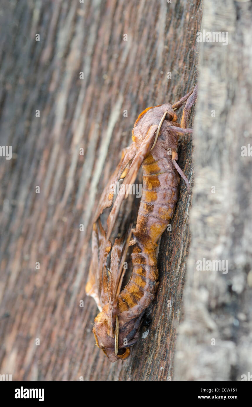 Kleine Augen Sphinx Motte männliche und weibliche (oben) Paarung. Stockfoto