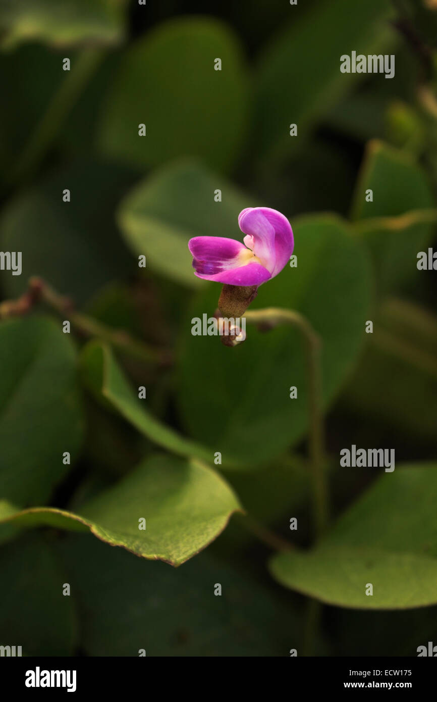 Texas Wildblumen am Strand von South Padre Island, Texas, USA Stockfoto