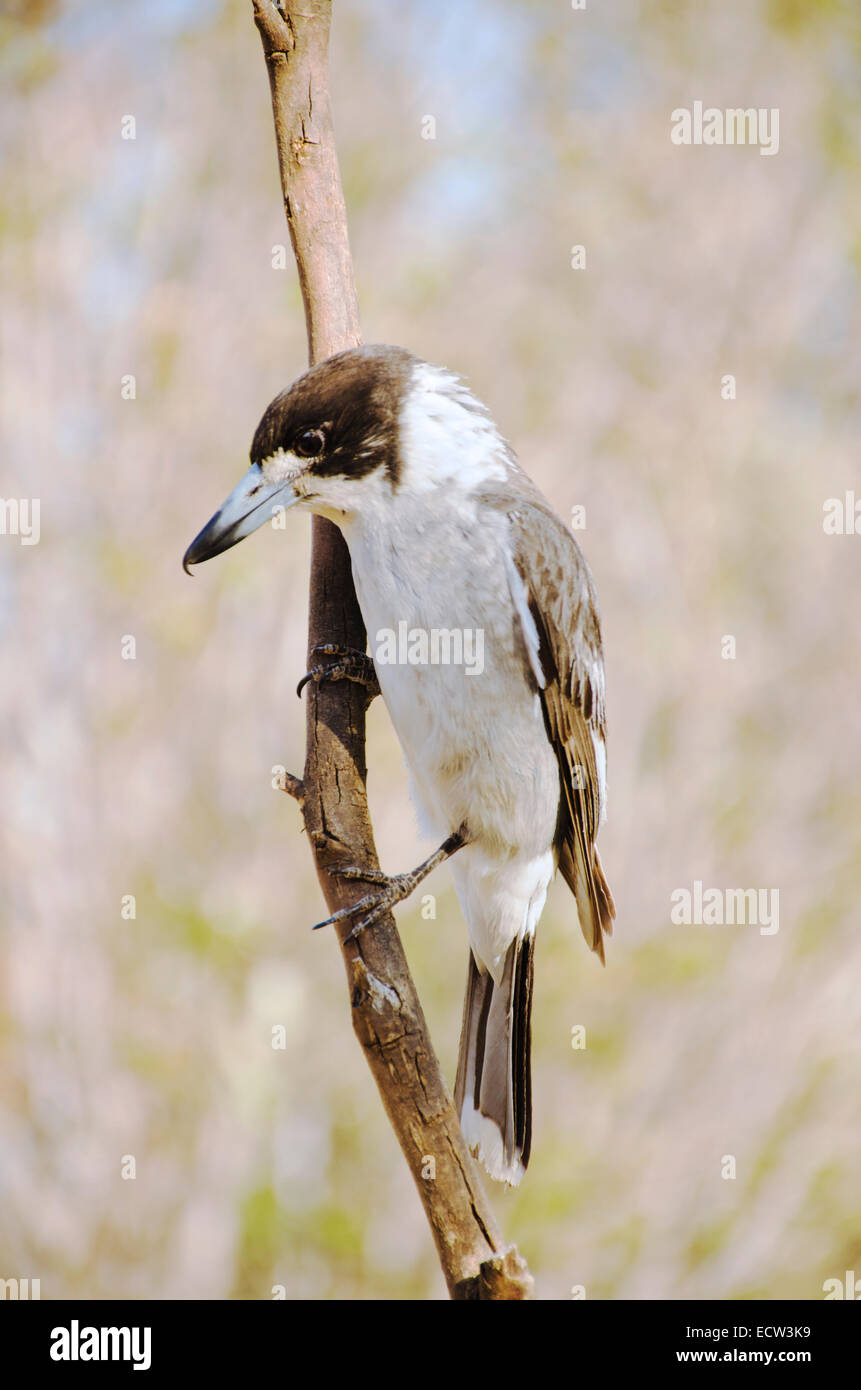 Australische Grau, Butcherbird Cracticus torquatus Stockfoto