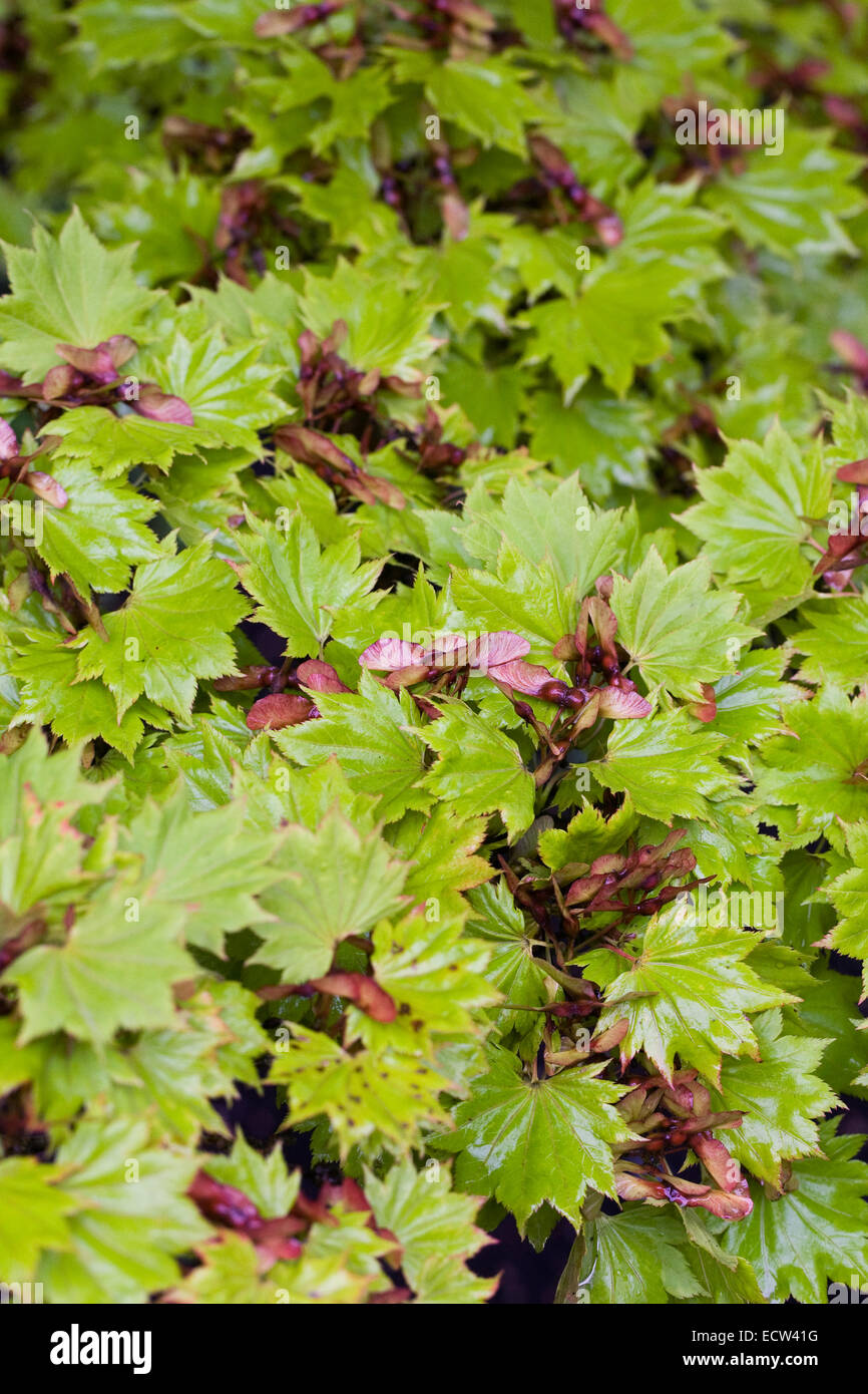 Acer Shirasawanum 'Aureum'. Blätter und Samenkapseln. Stockfoto