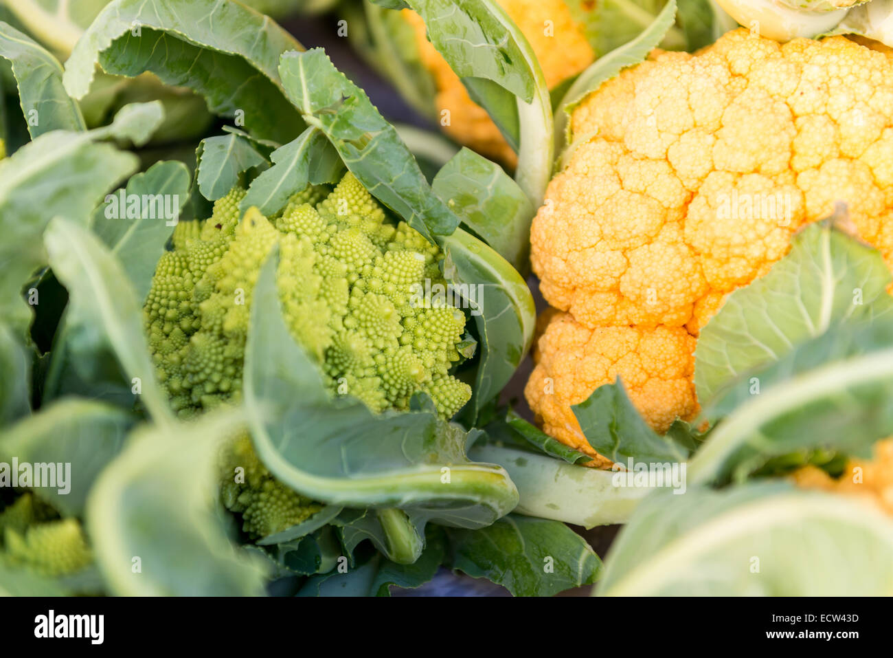 Verschiedene Arten von Gemüse in einem Straßenmarkt in Union Square, Manhattan, New York City, NY, USA. Stockfoto