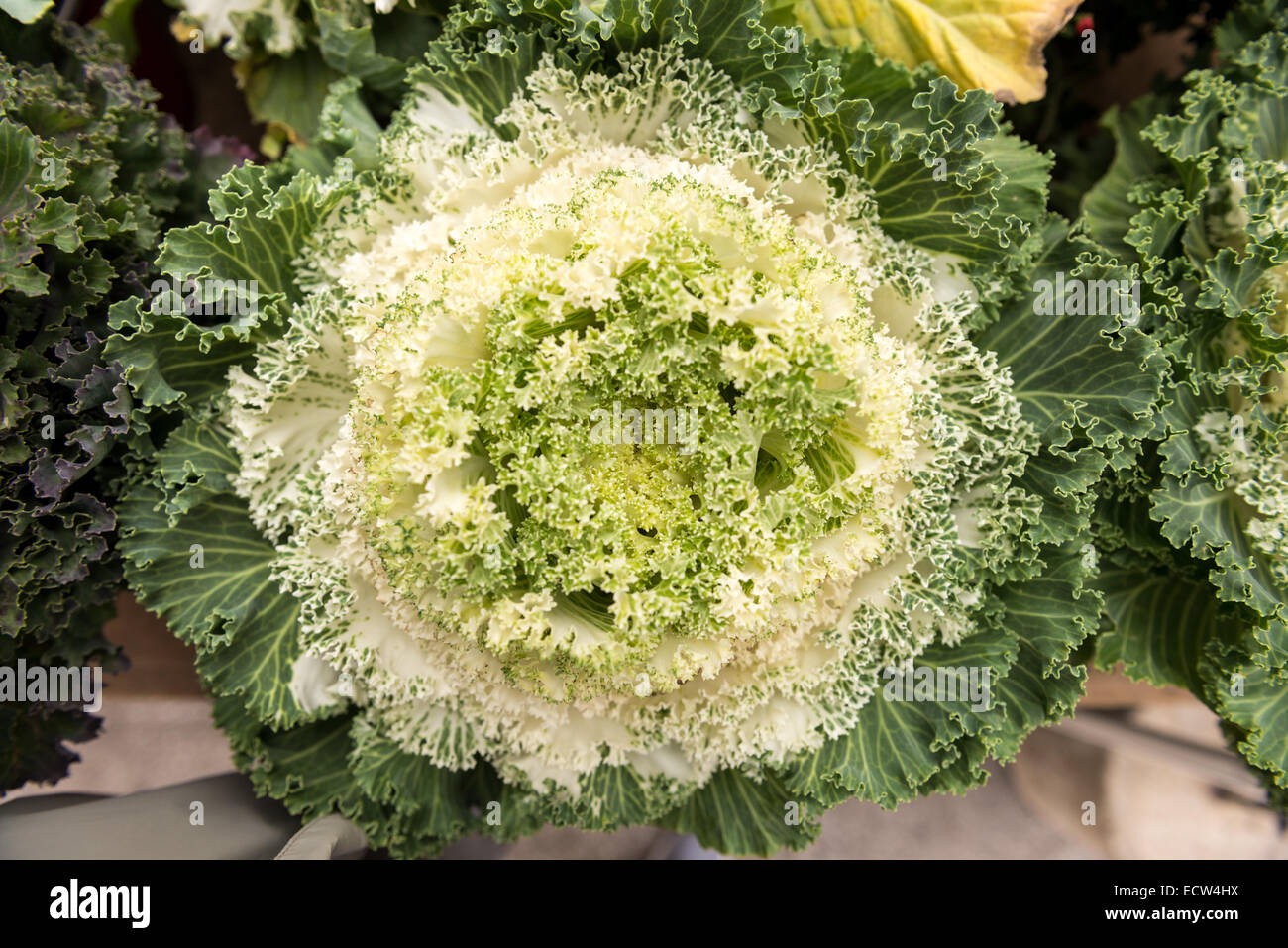 Verschiedene Arten von Gemüse in einem Straßenmarkt in Union Square, Manhattan, New York City, NY, USA. Stockfoto