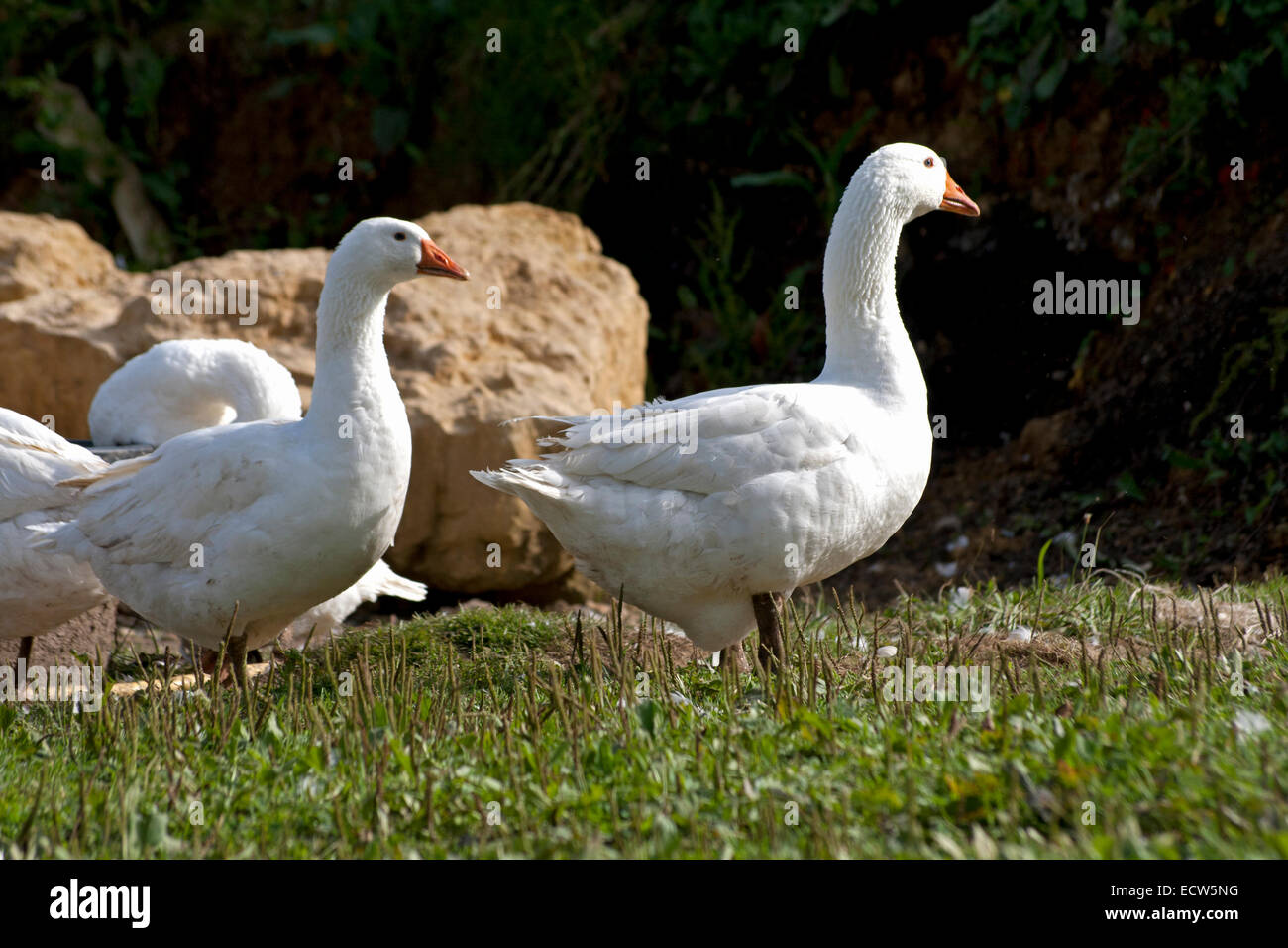 Gans draußen auf der Wiese frei laufen Stockfoto