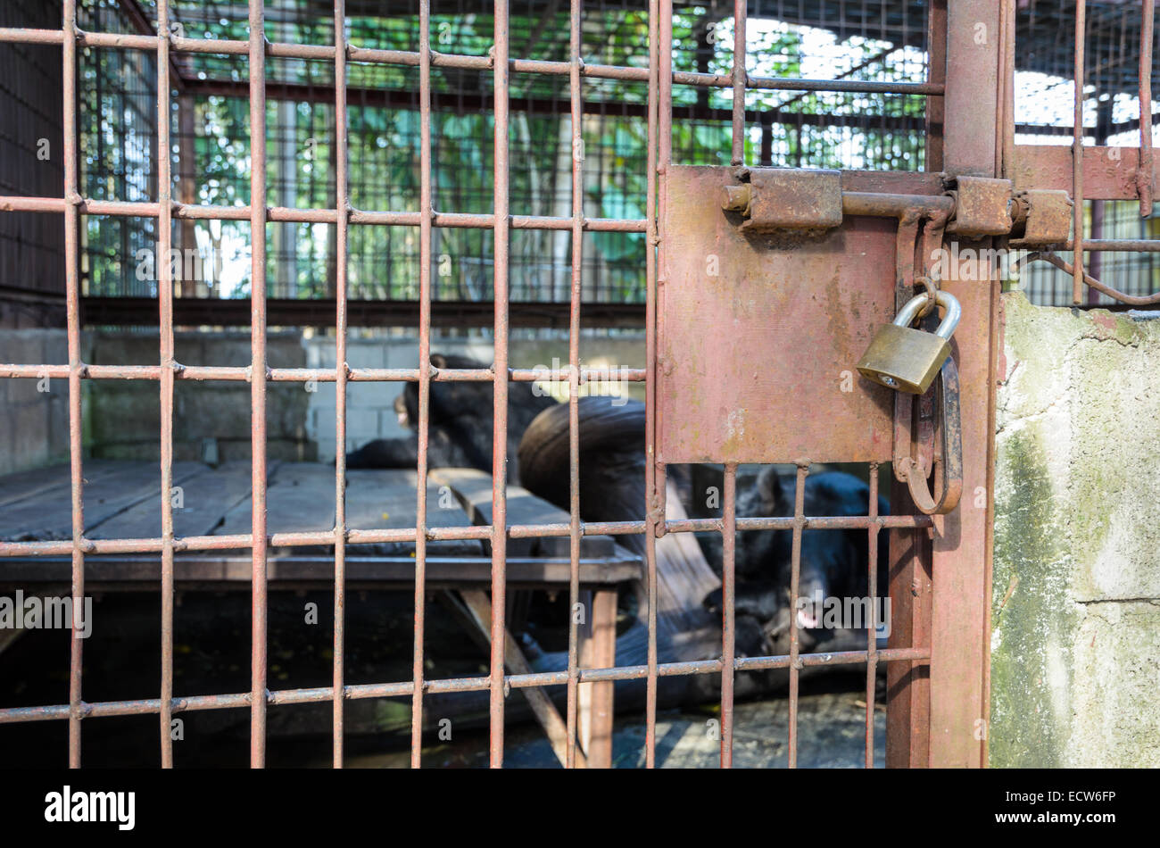Eisernen Käfig verwendet Inhaftierung, die asiatischen Schwarzbären gesperrt ist mit einem Schlüssel. Das Problem der illegalen Wildtierhandel Stockfoto