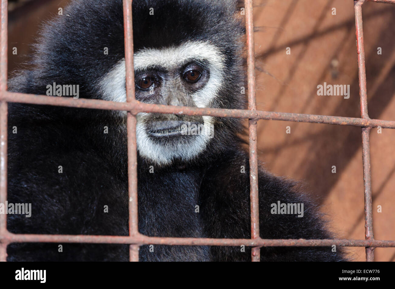 Gesicht und Augen niedergeschlagen von White-handed Gibbon (Hylobates Lar) in einem Käfig. Das Problem der illegalen Wildtierhandel Stockfoto