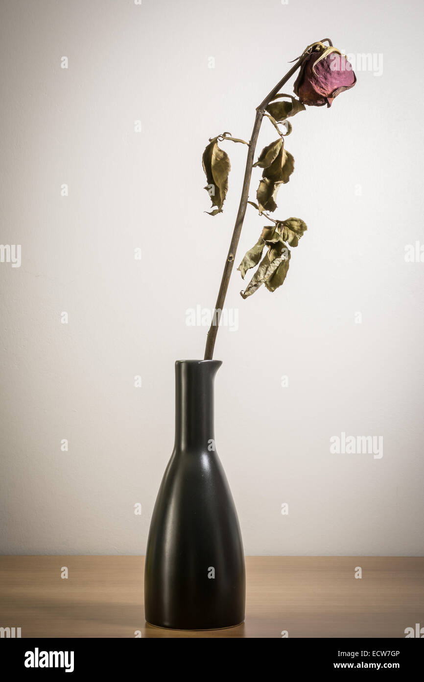 Einzelne getrocknete rose Blume mit getrockneten Blätter Stockfoto