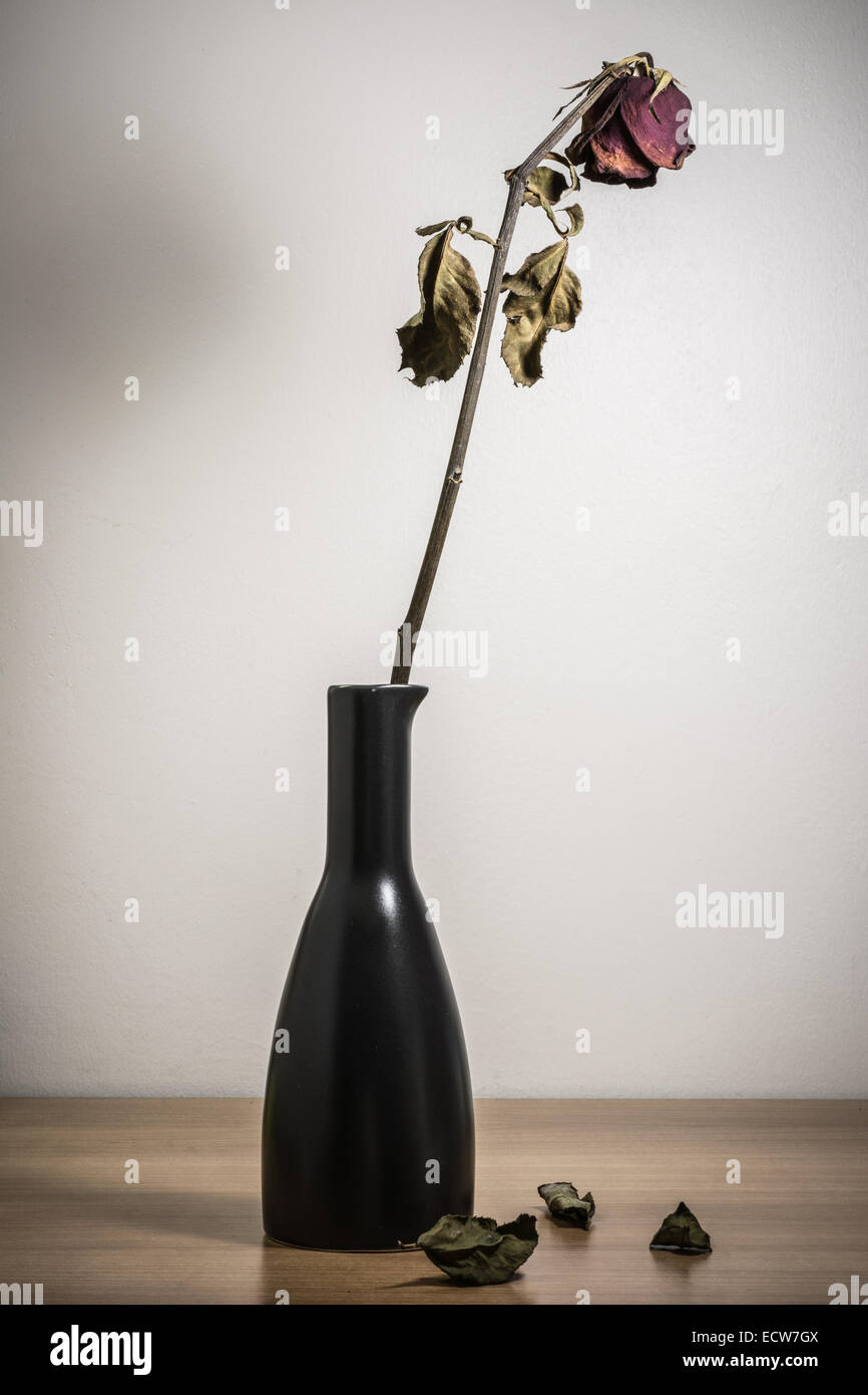 Einzelne getrocknete rose Blume mit getrockneten Blätter Stockfoto