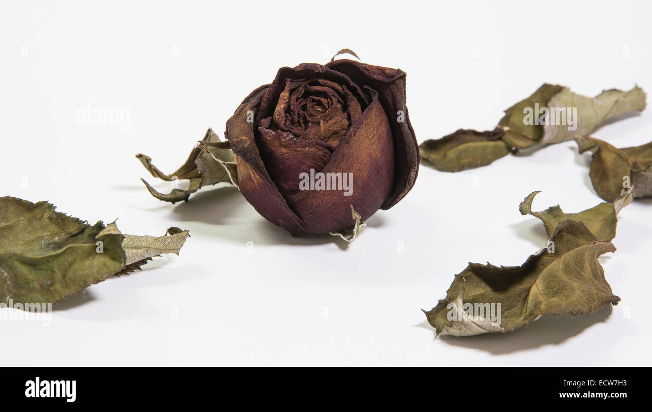 Einzelne getrocknete rose Blume mit getrockneten Blätter Isolat auf weiß Stockfoto