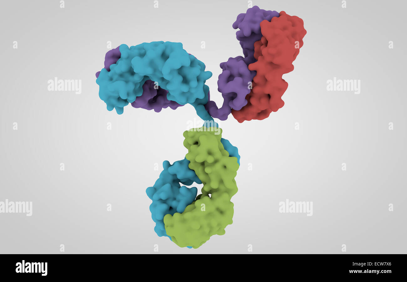 3D-Struktur des Antikörpers Stockfoto