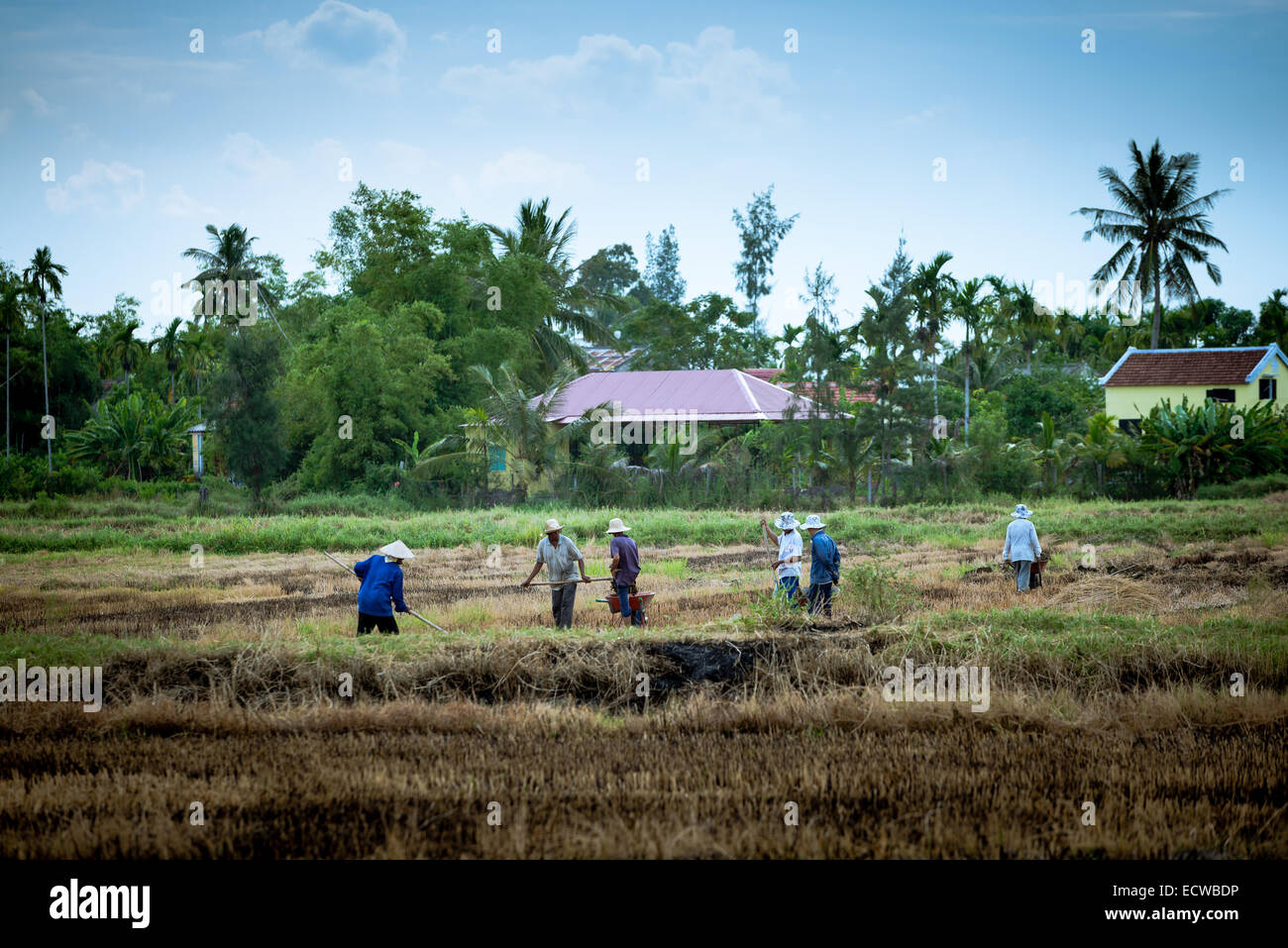 Männer arbeiten im landwirtschaftlichen Bereich außerhalb von Hoi an ein Stockfoto