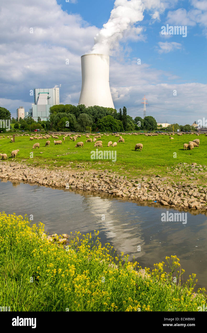 STEAG Kohlekraftwerk Walsum auf dem Rhein bei Duisburg, riesigen Turm Kühlblock 10, Stockfoto