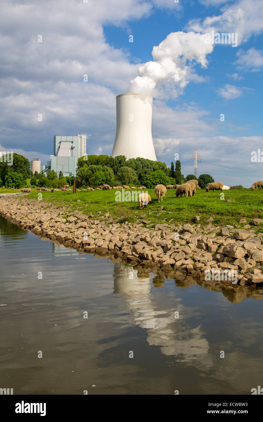 STEAG Kohlekraftwerk Walsum auf dem Rhein bei Duisburg, riesigen Turm Kühlblock 10, Stockfoto