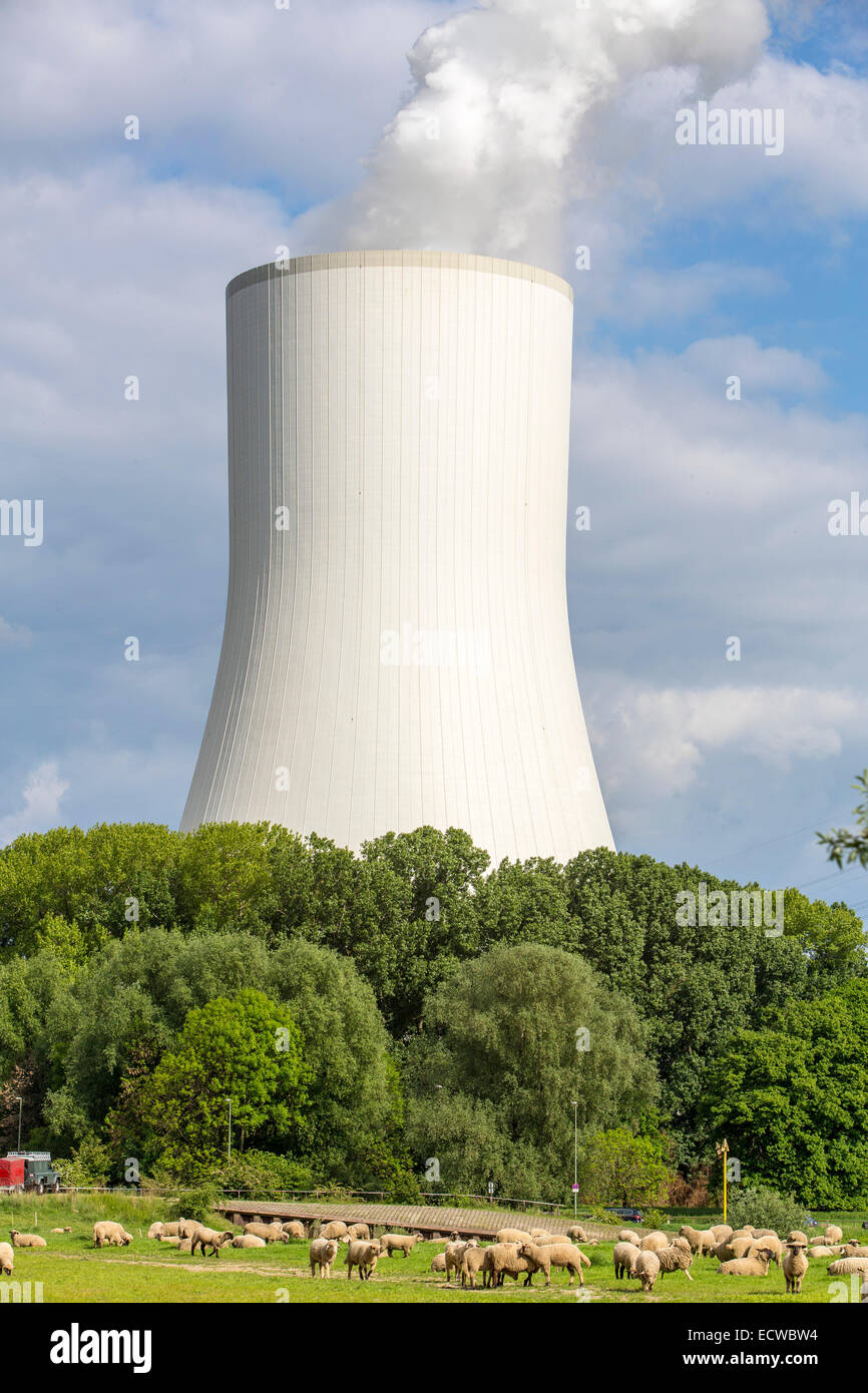 STEAG Kohlekraftwerk Walsum auf dem Rhein bei Duisburg, riesigen Turm Kühlblock 10, Stockfoto