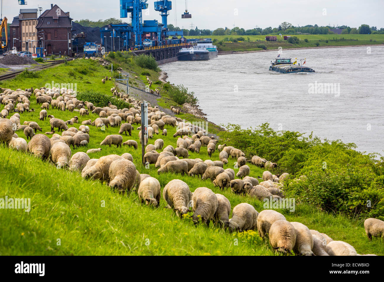 Herde von Schafen eine Wiese entlang Rhein, auf dem Deich, Duisburg, Deutschland Stockfoto