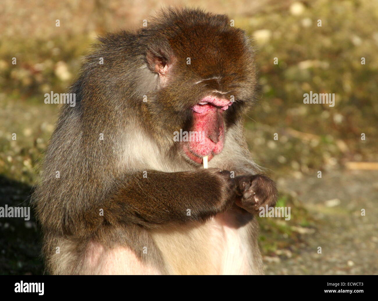 Japanischen Makaken oder Schnee Affen (Macaca Fuscata) fällt ein Spiel und nehmen einen Rauch (-; Stockfoto