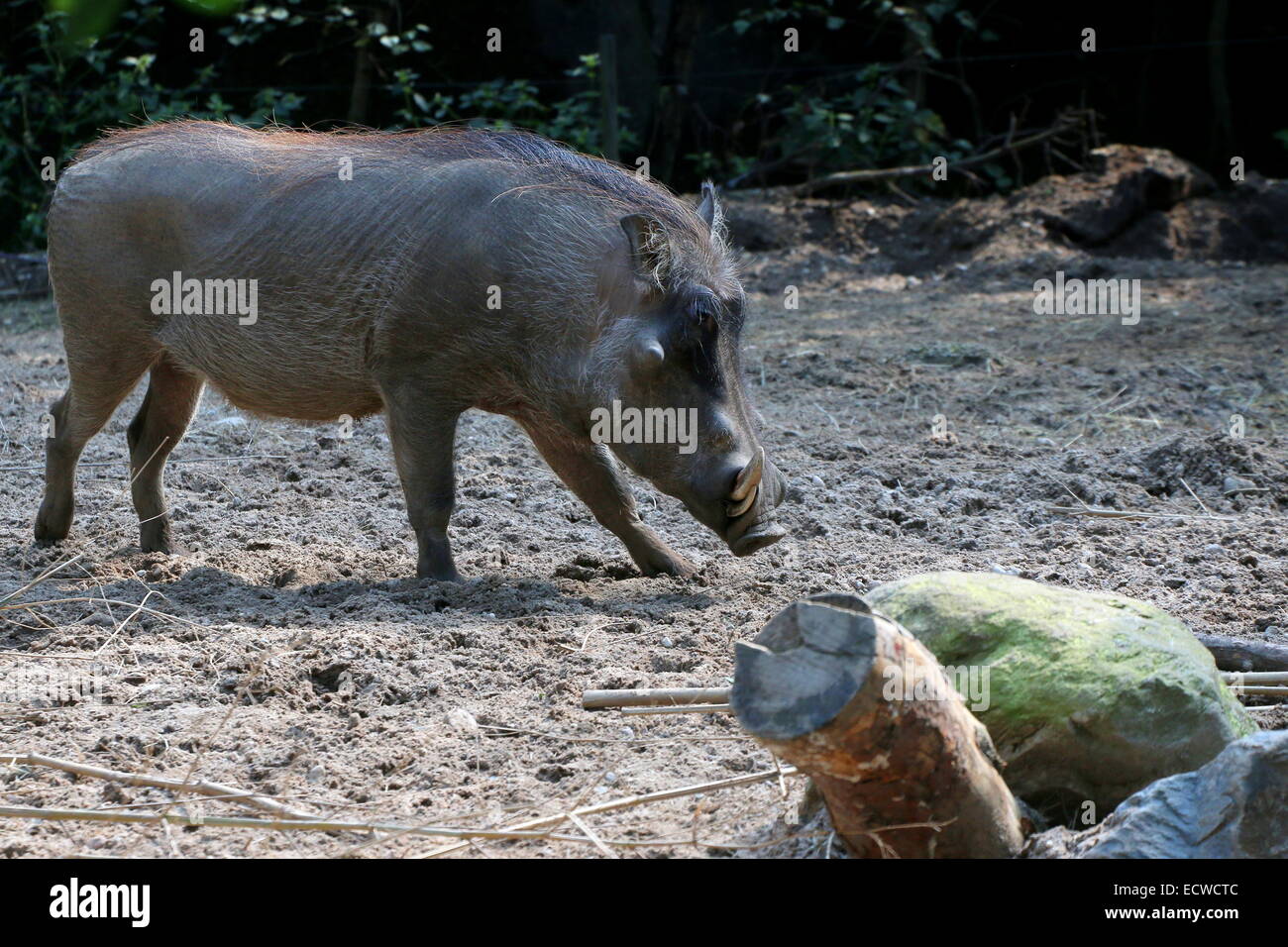 Afrikanische Warzenschwein (Phacochoerus Africanus) Stockfoto