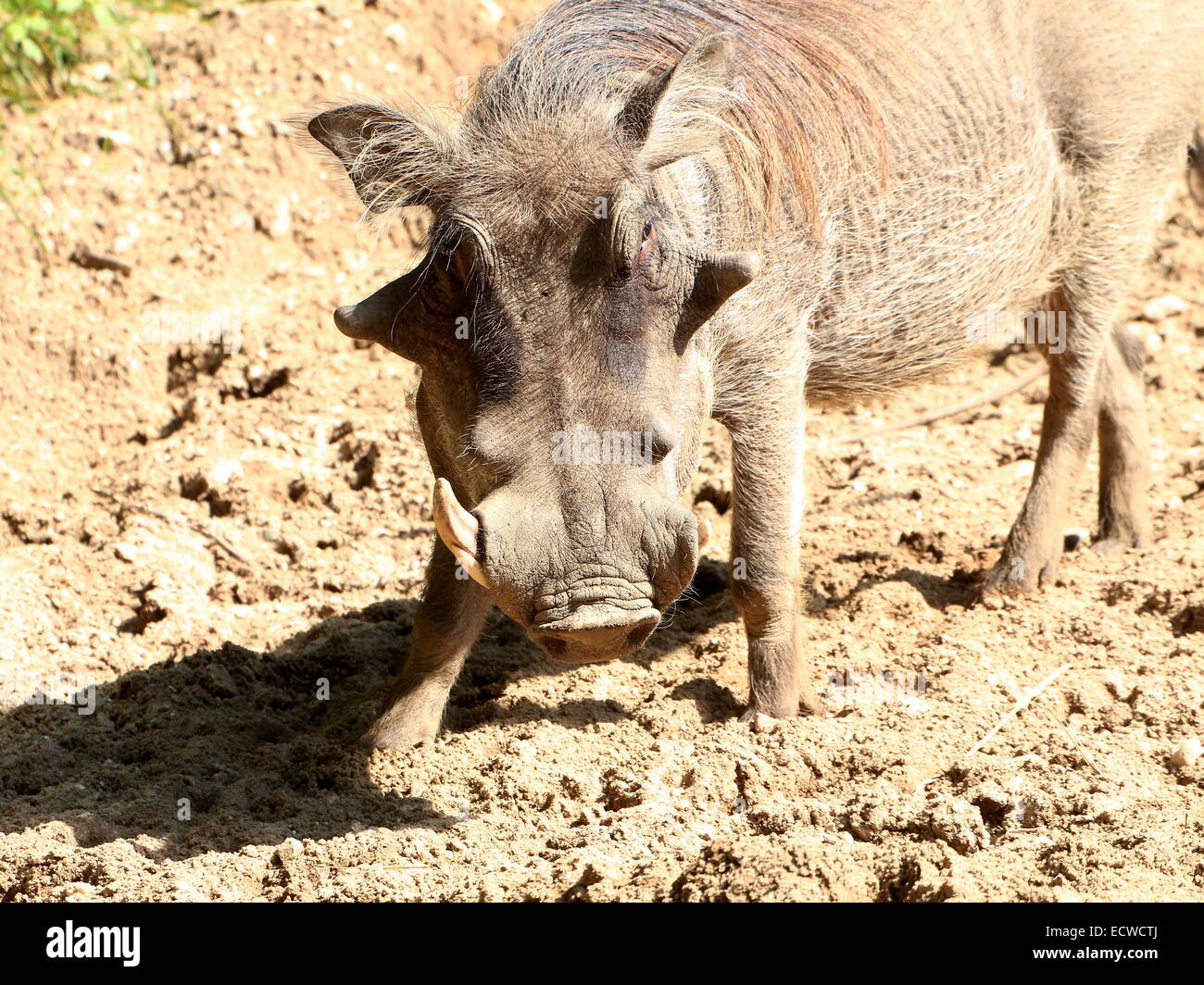 Afrikanische Warzenschwein (Phacochoerus Africanus) close-up, Frontalansicht Stockfoto