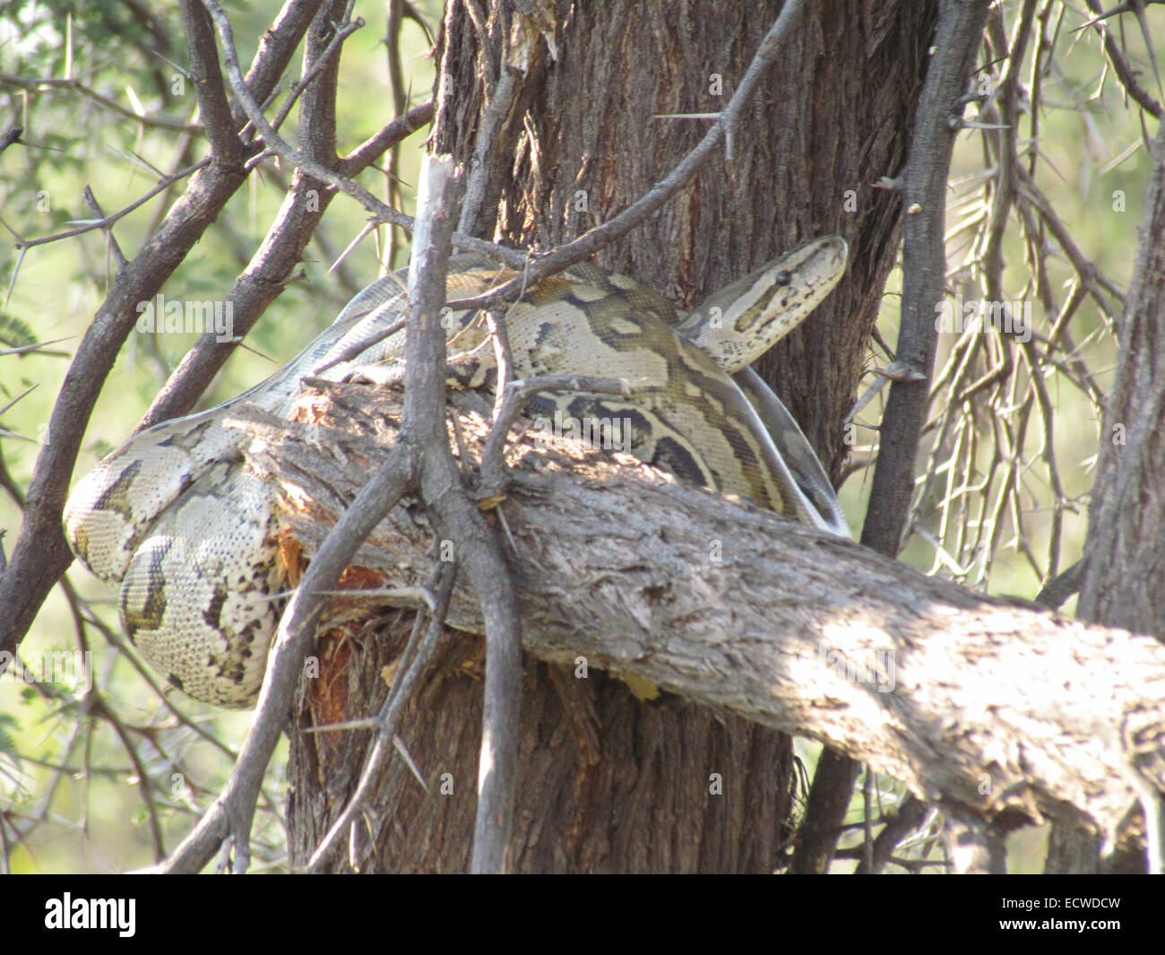 African Rock Python Sebae sebae Stockfotografie - Alamy