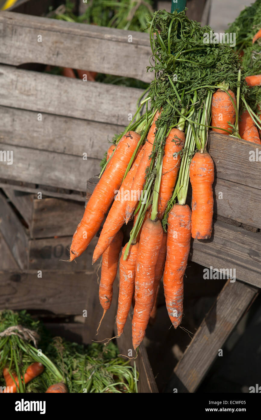 frischen Karotten Stockfoto