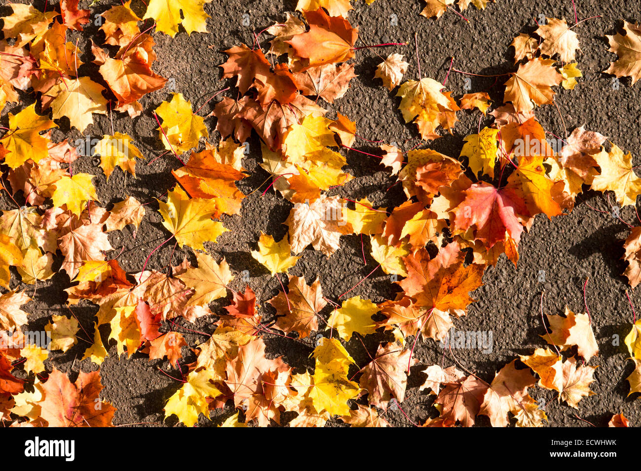 Blätter auf Asphalt an einem Herbsttag Stockfoto Blätter auf Asphalt an einem Herbsttag Stockfoto