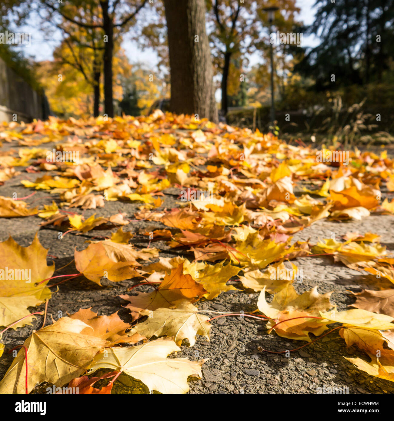 Gehweg mit Laub im Herbst Stockfoto Gehweg mit Laub im Herbst Stockfoto