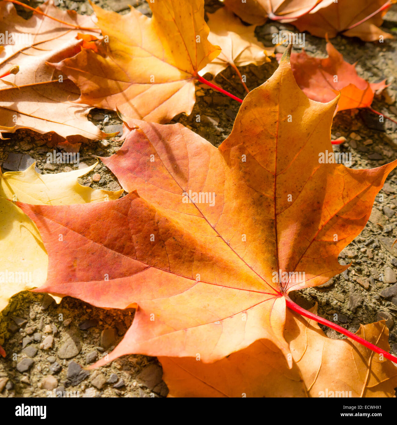 Herbstlaub im Sonnenlicht auf Bürgersteig Stockfoto Herbstlaub im Sonnenlicht auf Bürgersteig Stockfoto