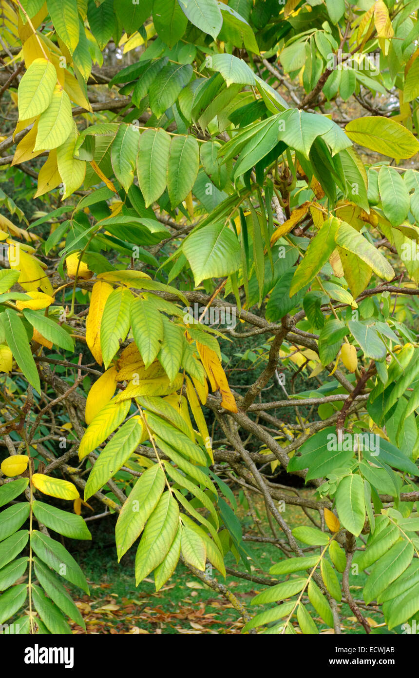 Juglans Ailantifolia var Cordiformis (Japanische Walnuss) Stockfoto