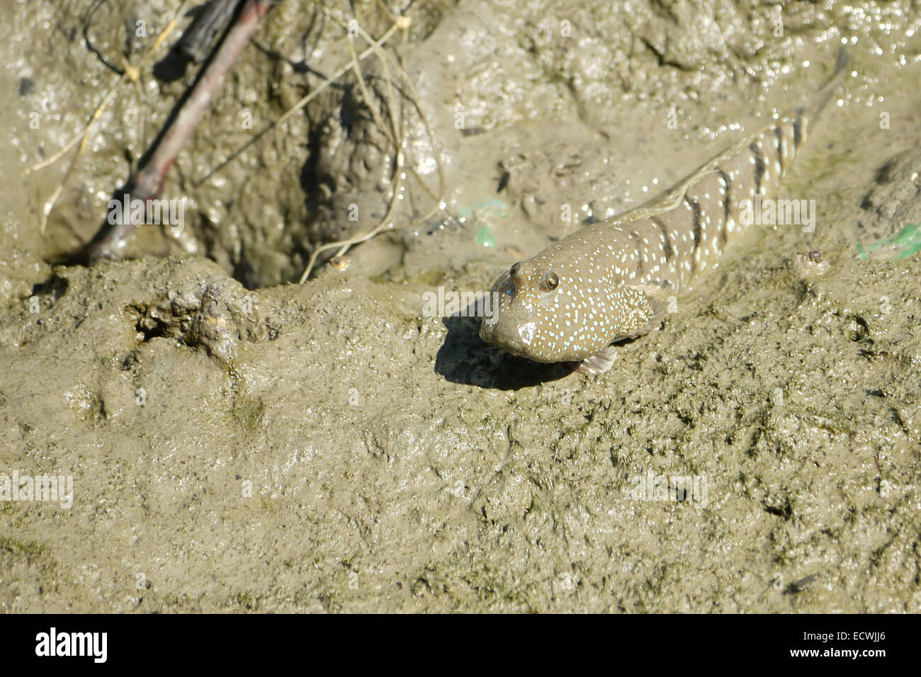 Ein blau gefleckte Schlamm Skipper Stockfoto