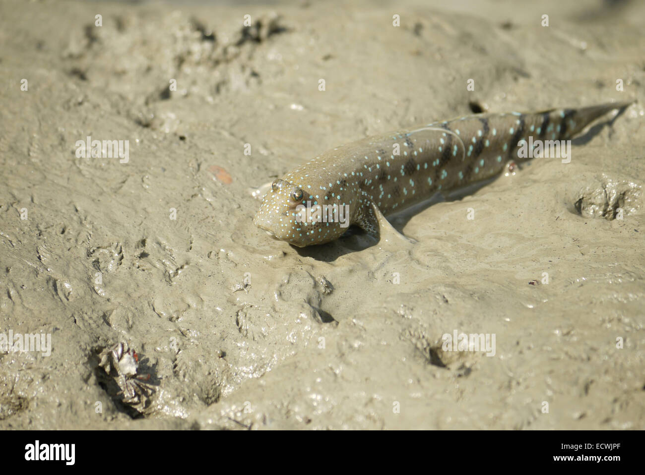 Ein blau gefleckte Schlamm Skipper Stockfoto