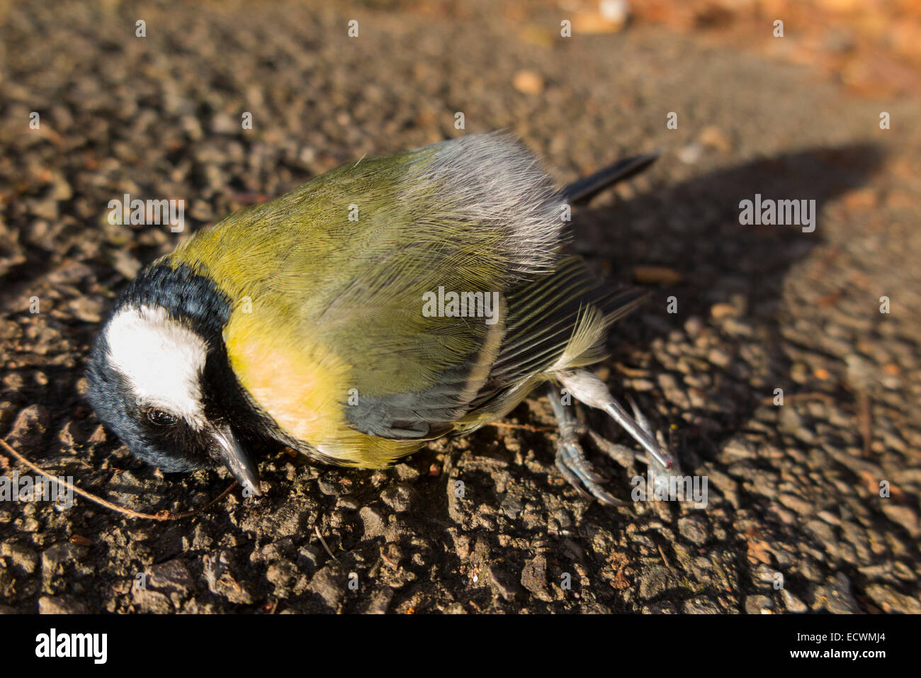 Tote Kohlmeise wild Altvogel, wurde von einem Auto angefahren und getötet auf der Straße / Straße zu töten. VEREINIGTES KÖNIGREICH. Stockfoto