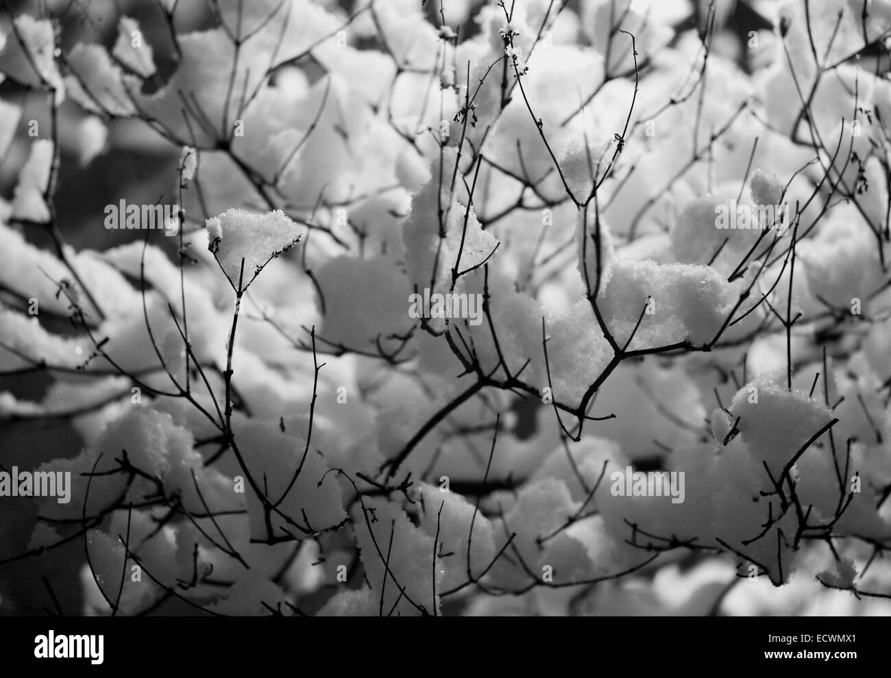 Schöne weiße Schnee liegt auf den schwarzen Zweigen Stockfoto